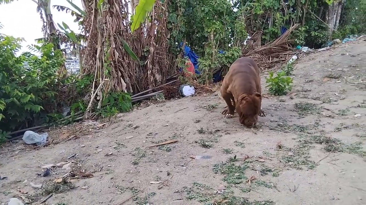 Big Pit Bull 
