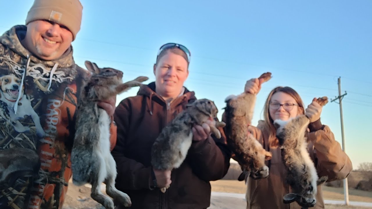 My Harris's Hawks have caught 53 rabbits this season so far! 
