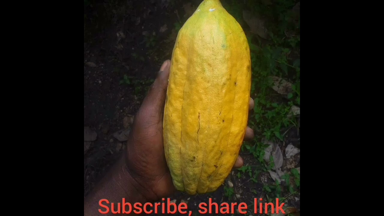 Cocoa farming in Uganda: okulima koko , Mulimu gufuna enyo enyo , # cocoa farming  