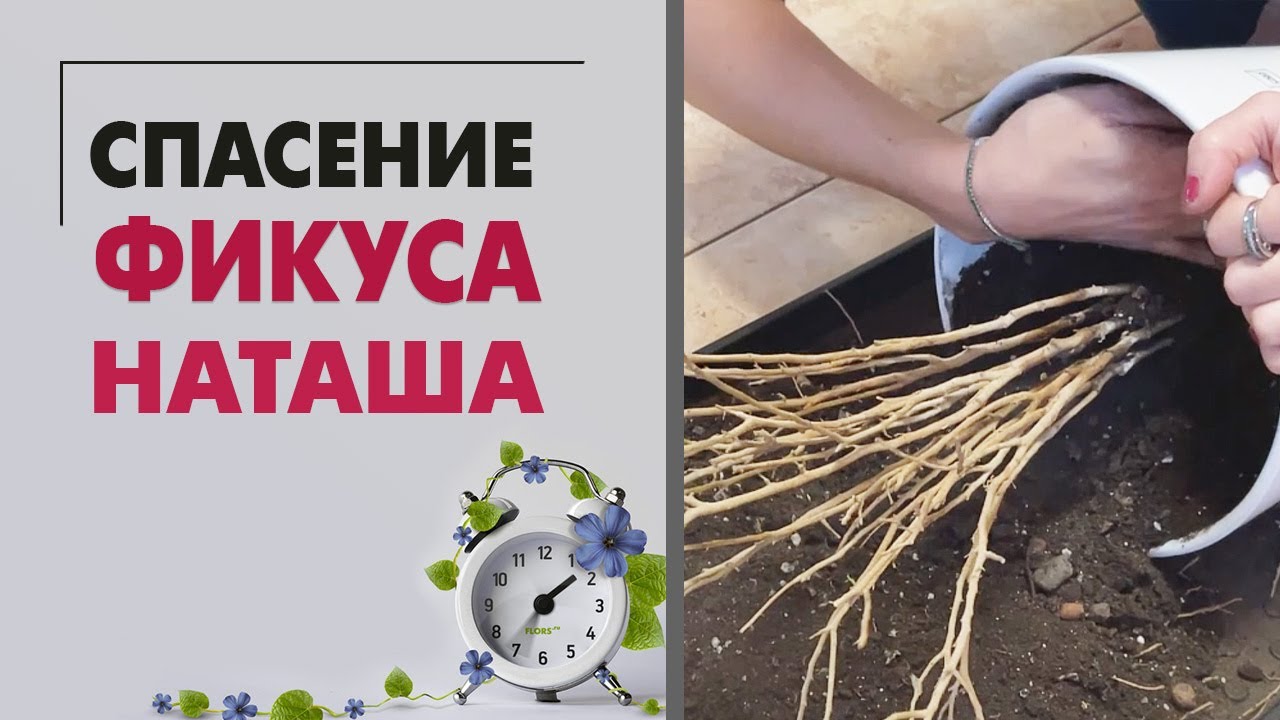 Спасение фикуса Наташа | Что делать. если фикус сбросил всю листву