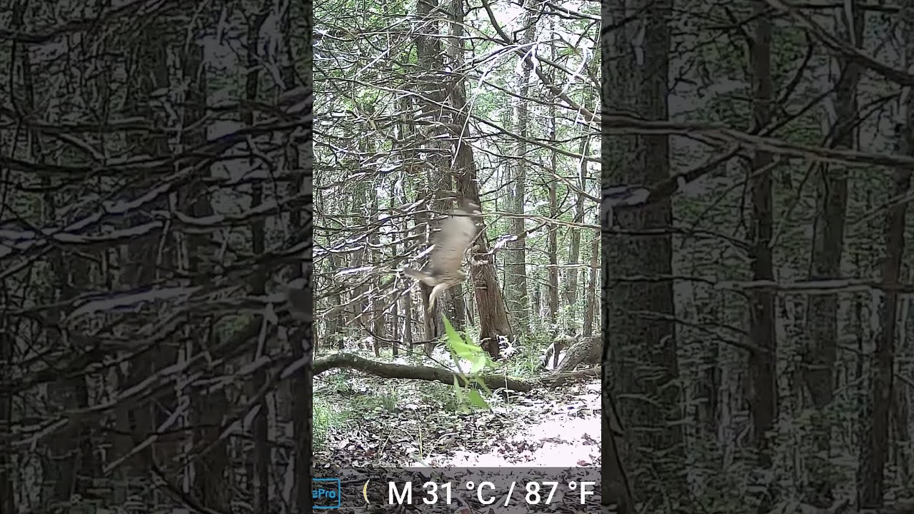 Hawk on Game Cam 