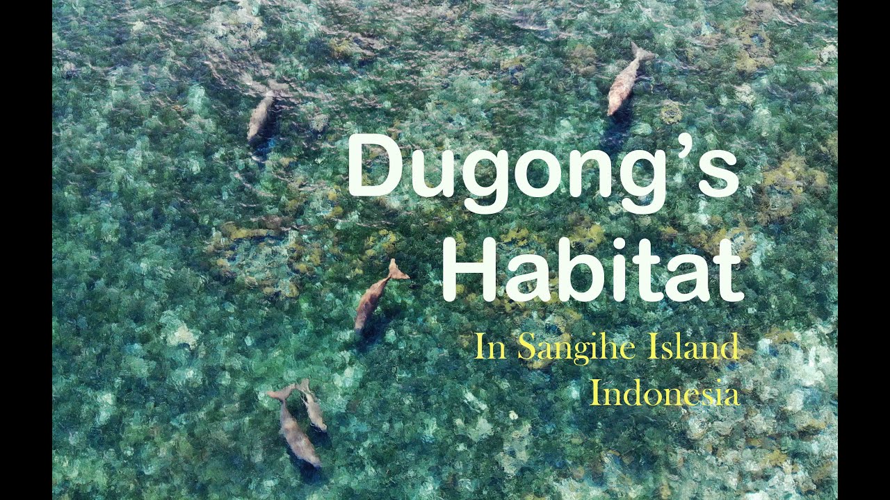 Kawasan Konservasi Habitat DUGONG di Indonesia - Ikan Duyung di Indonesia #dugongdugon #konservasi