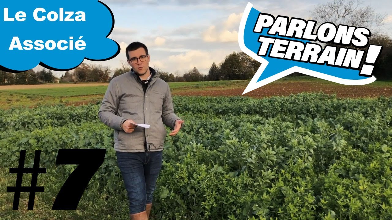 Parlons Terrain #7 : Le colza associé