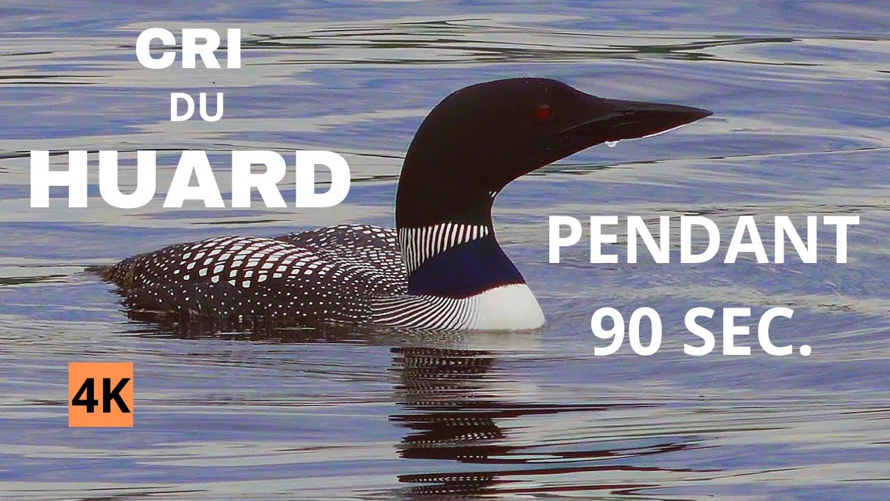 Plongeon Huard Cri, Chant &Eacute;poustouflant pendant 90 secondes / Huard Chant - Loon Call - Loon Sounds