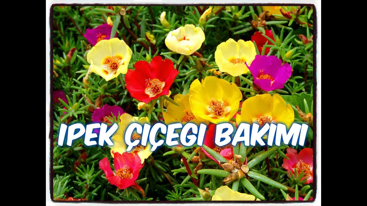 İPEK ÇİÇEĞİ BAKIMI (KEDİ TIRNAĞI)