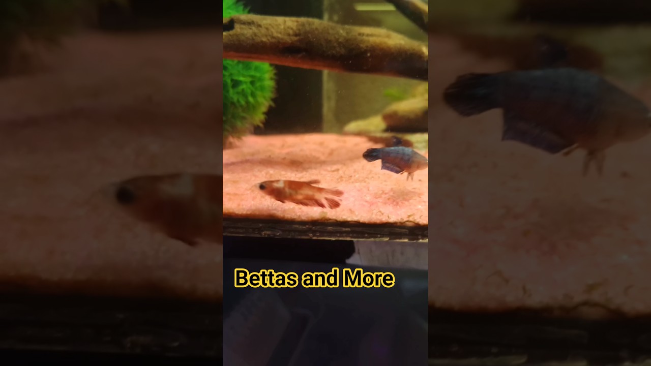 Fishtank tour #aquarium #eradeacuario #fish #peces #fishtank #bluebettafish #acuario #love #relaxing