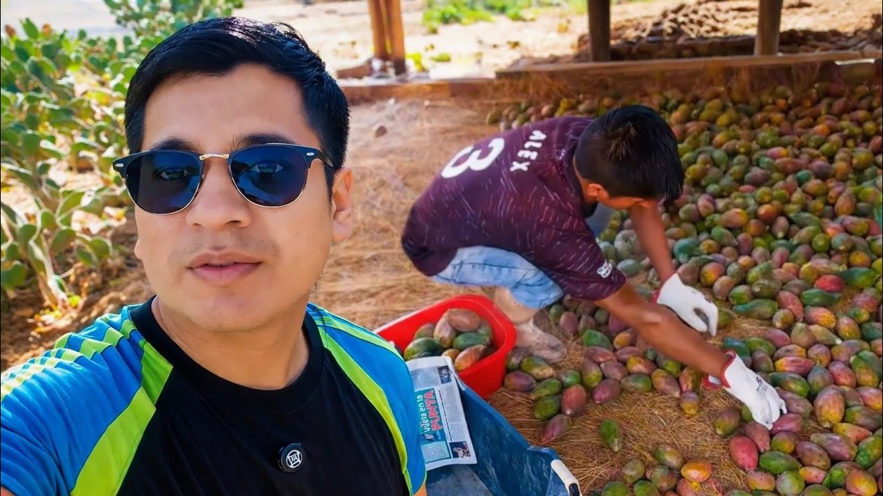 cosechando tunas 2 parte Huarochir&iacute;- Piedra Grande. Viajando con JMTQ