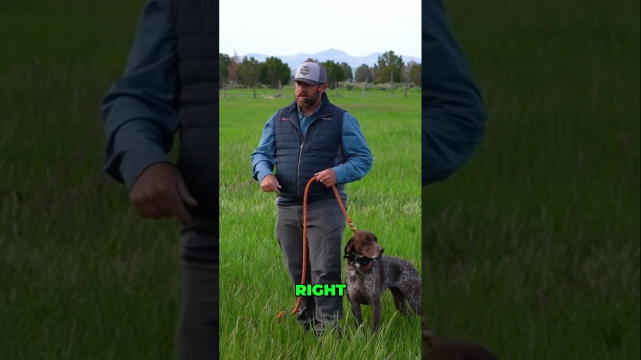 🐾 Still struggling with your dog jumping on you? This tool changes everything