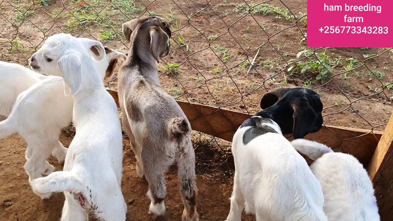 How to care for a one week old goat kid by hamiisi semanda +256773343283