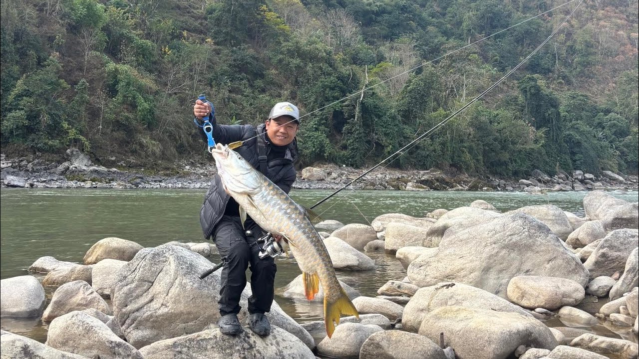 Golden Mahseer weight 15kg, Watch it Guys 🫰 27 January 2024