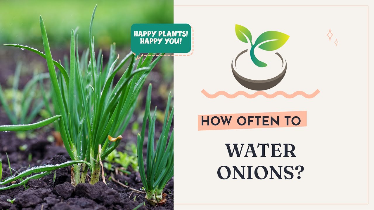 🧅 How Often to Water Onions for Perfect Growth?