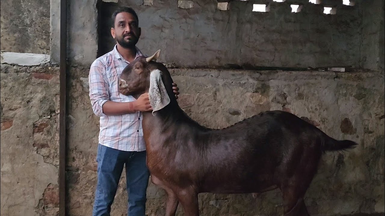 M.A JMD Goat Farm Ajmer | The Biggest Goat Farm In Ajmer | Gujri Sirohi Ajmera Sojat Bakro Ka Lot.