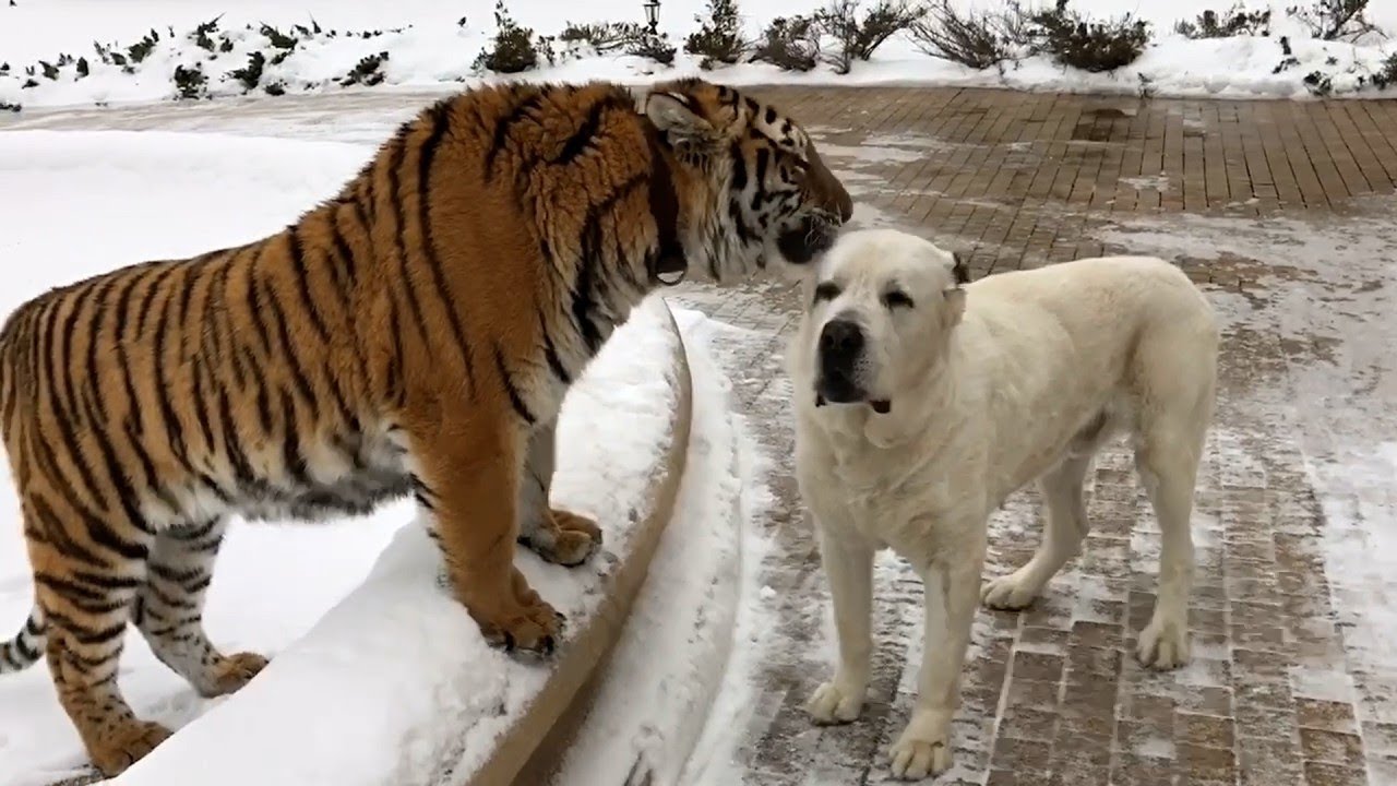 New Funny Cat and Dog Videos 😹🐶 Funniest Animals 🤣 Part 19