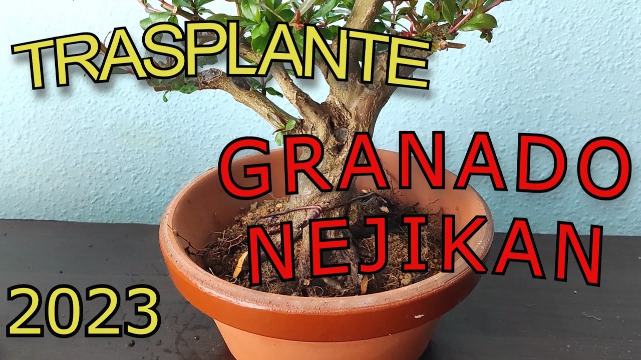 Trasplante GRANADO NEJIKAN Bonsai 2023