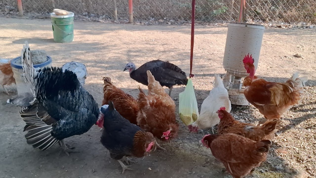 ‼️Como mantener entretenidas a las #gallinas, #pollos y #guajolotes
