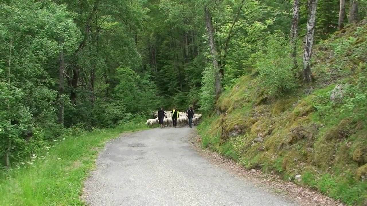 Transhumance à travers le Valgaudemar