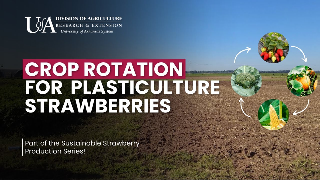 Crop Rotation for Plasticulture Strawberries