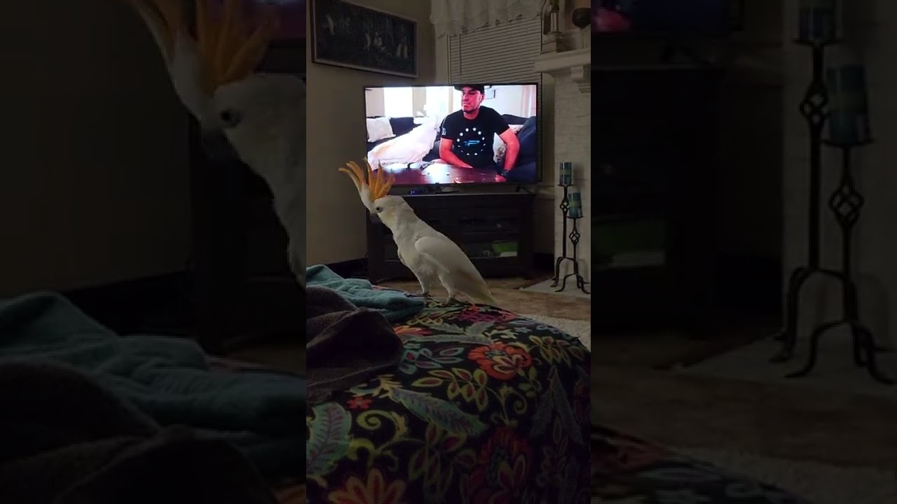Chilly loves Birdtricks.com!
