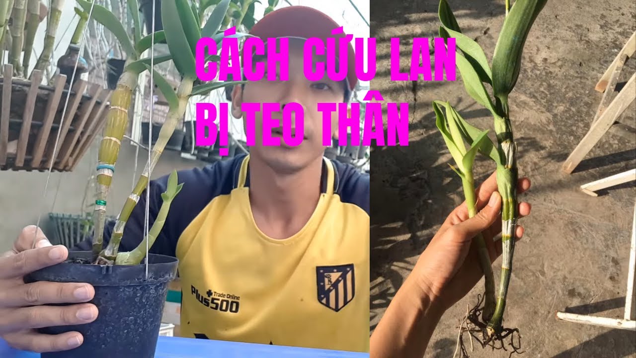 Lan Bị Teo Thân Nhăn Nheo Xử Lý Như Thế Nào ABCLam