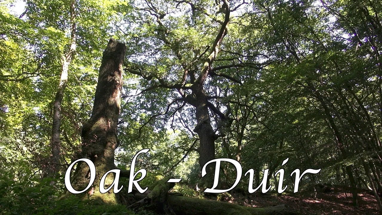 Learn the Ogham :  Oak - Duir