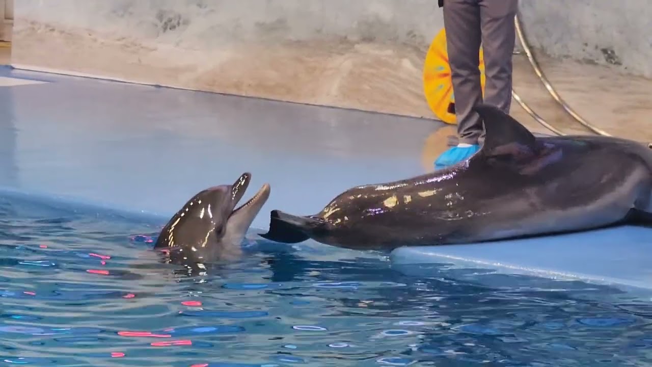 dubai dolphinarium