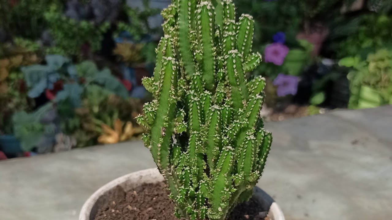 CÓMO CUIDAR CACTUS CASTILLO DE HADAS.eloasisisdesonia