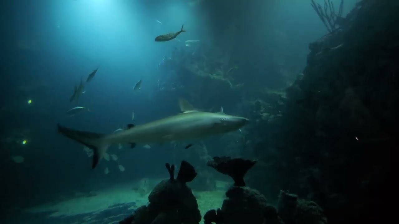 The Deep 9/1/26