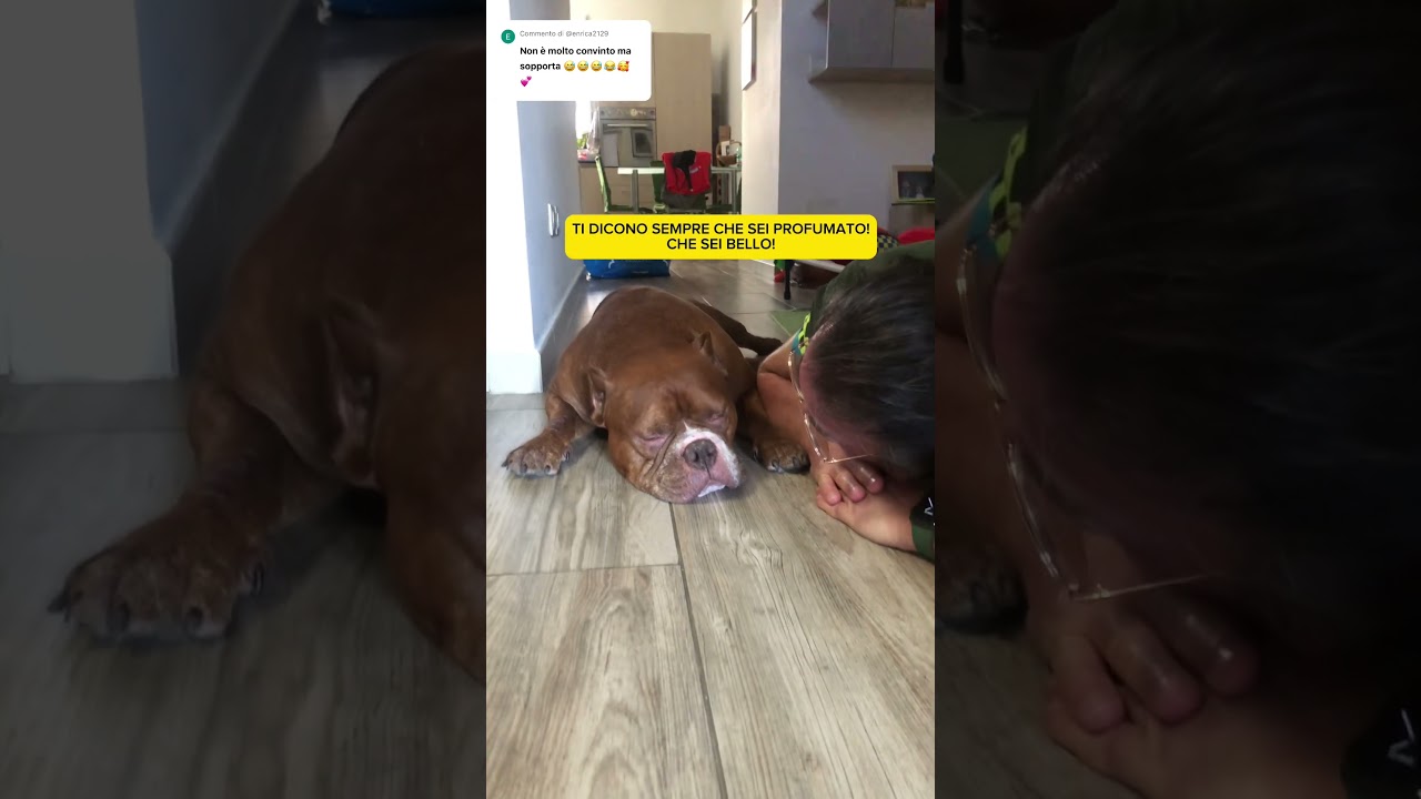 Ma anche i vostri sono cosi permalosi😩😩🤣 #icerubacuori #americanbully #superstar #vip #pitbull