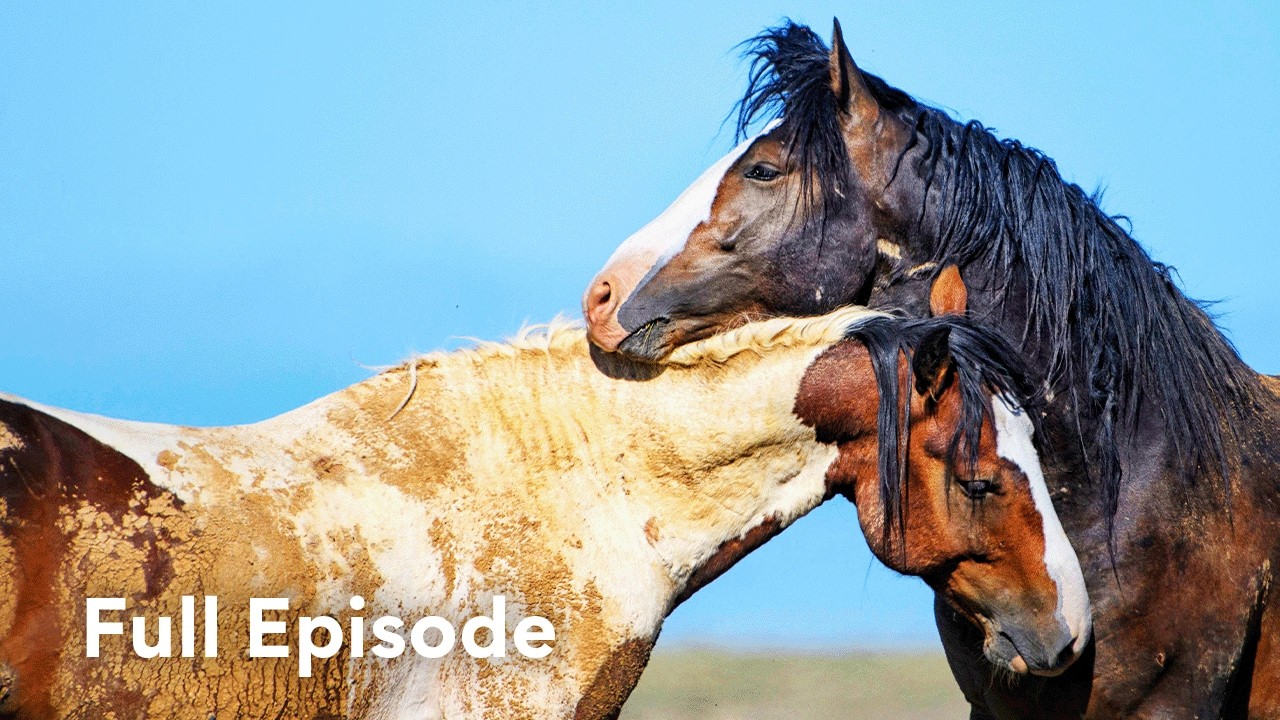 Power Struggles of a Feral Horse Herd | Wild Wild East 110