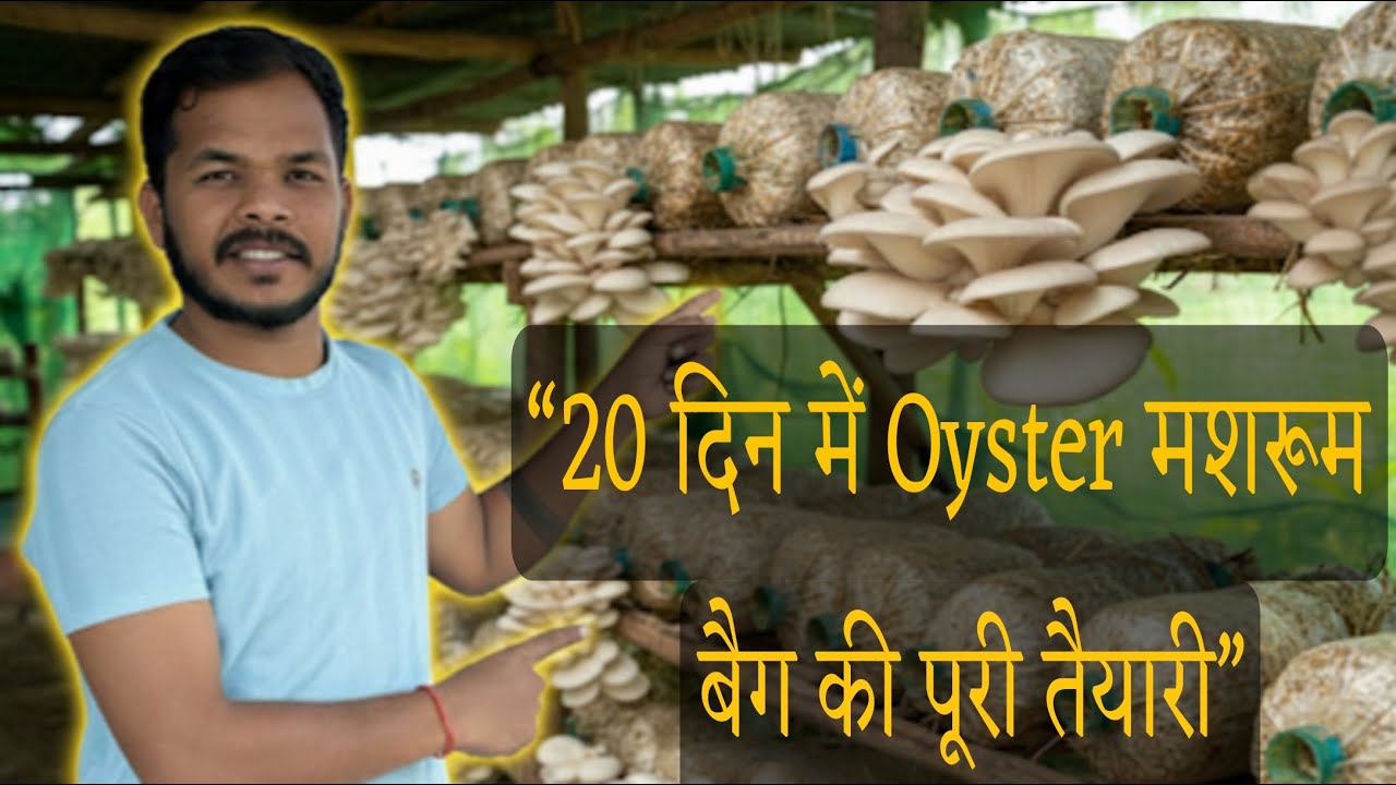 “20 दिन में Oyster मशरूम बैग की पूरी तैयारी” @AgriTalk by saurabh Janghel