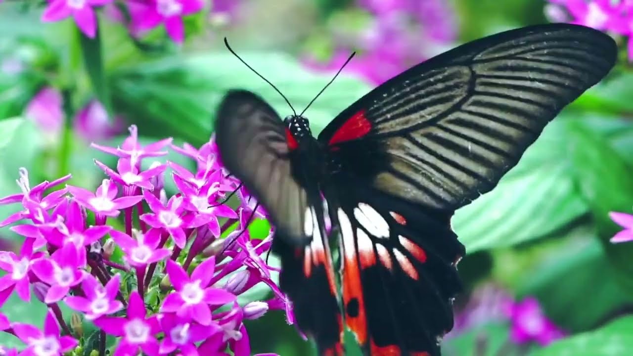 Beautiful Butterflies & Relaxing Piano Music - Beautiful Music, Heart helling Music, Relaxing Music