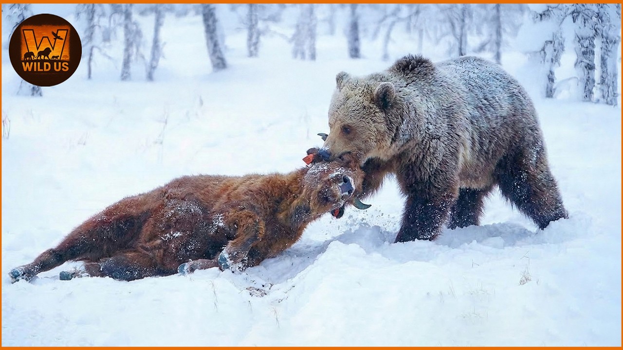 Deadliest Grizzly Bear Attacks Caught on Camera | Wild Animals