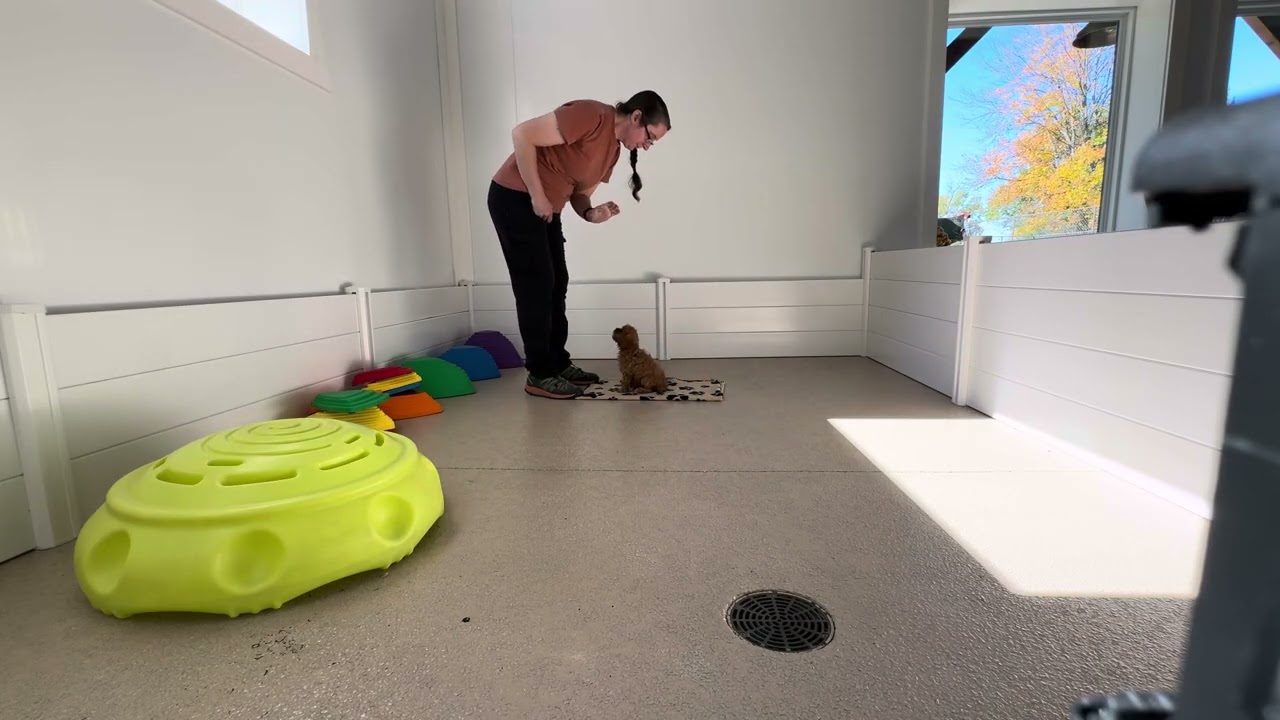 Honey 1 Training Session 10/27