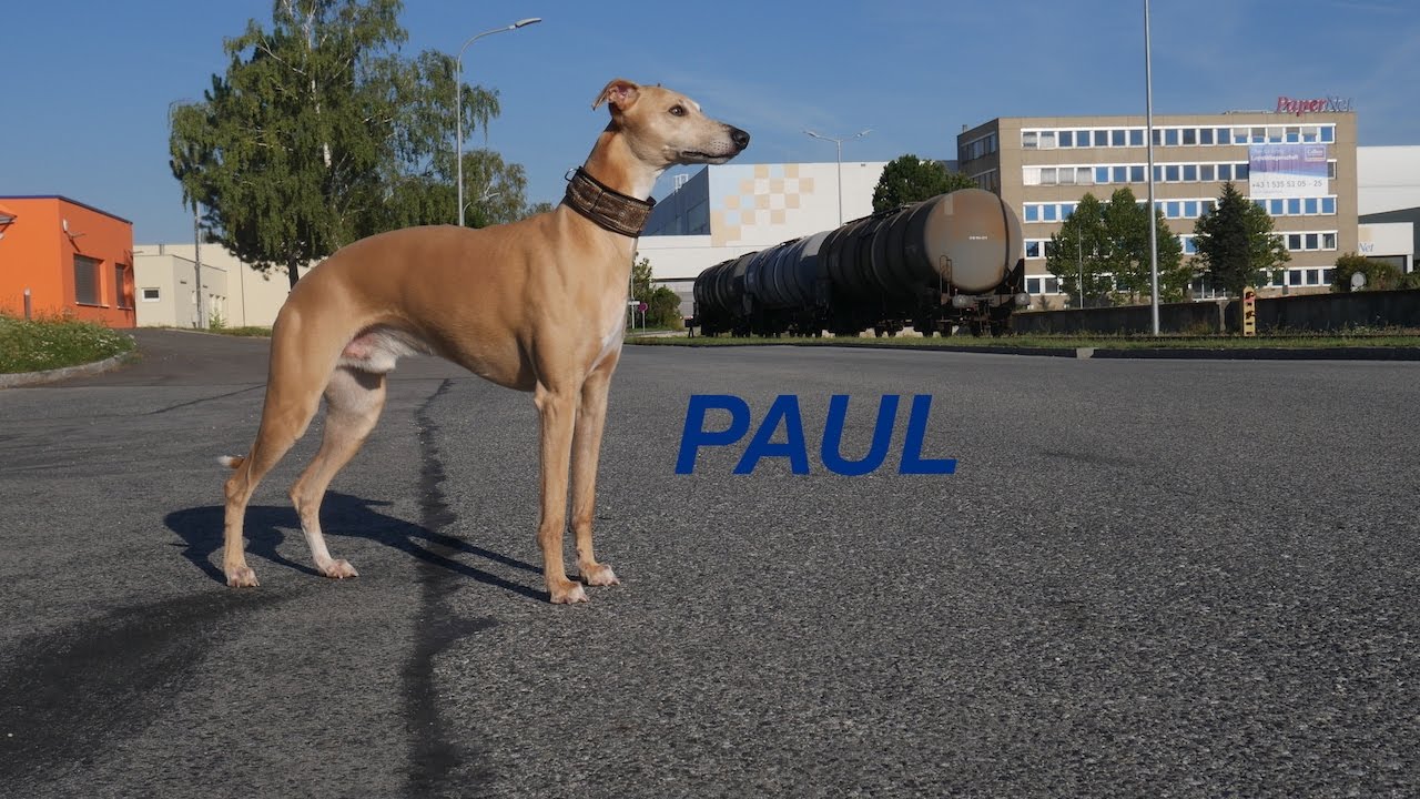 Mein WHIPPET -  Kuscheltiger vs. Jagdkommando