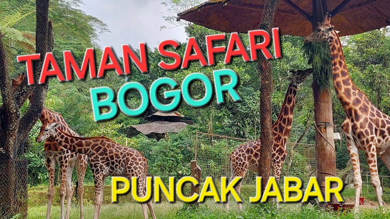 TAMAN SAFARI BOGOR 🇲🇨 JAWA BARAT