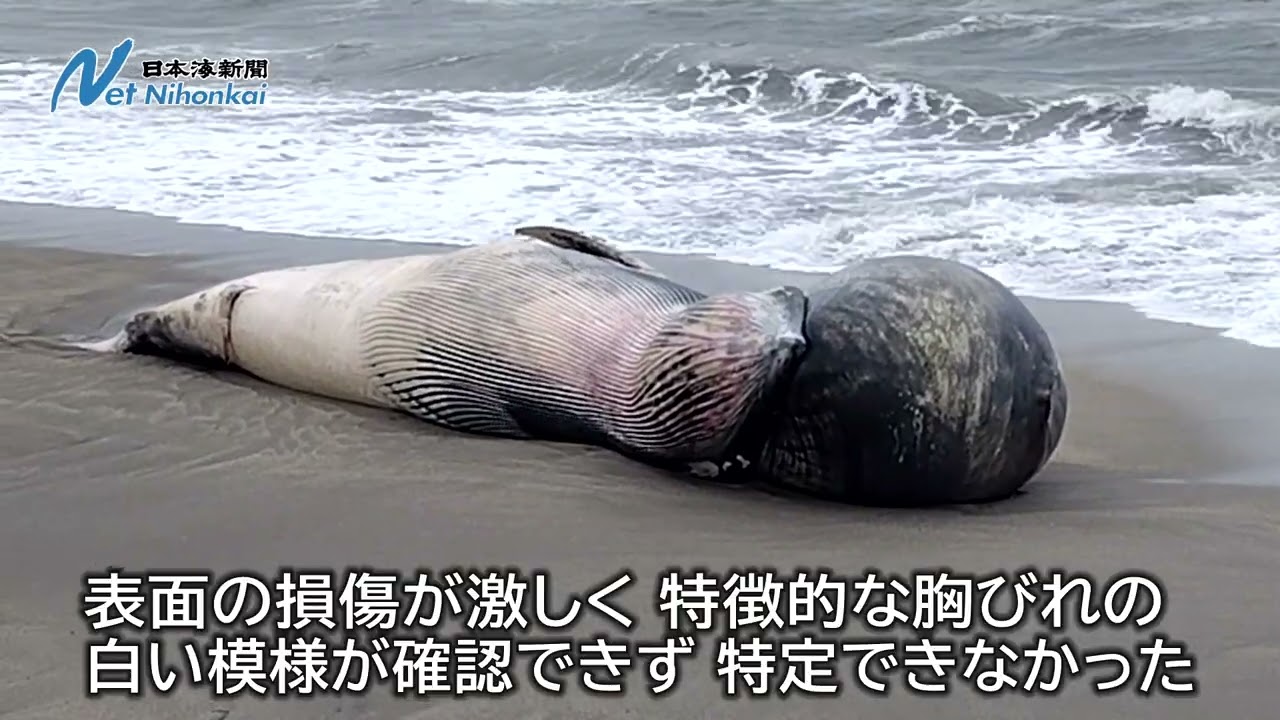 鳥取県北栄町にクジラ漂着　日本海新聞