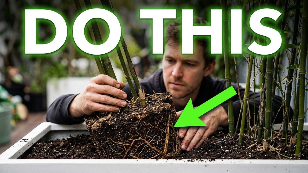 How to Plant Gracilis Bamboo in Pots and Troughs