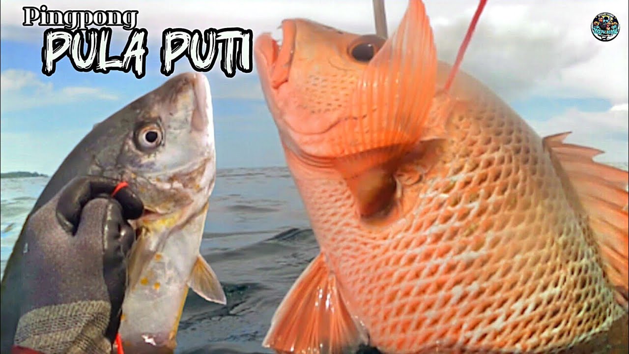 Snapper/trivally spearfishing 🇵🇭 . Nakahigup ulit Ng sabaw.