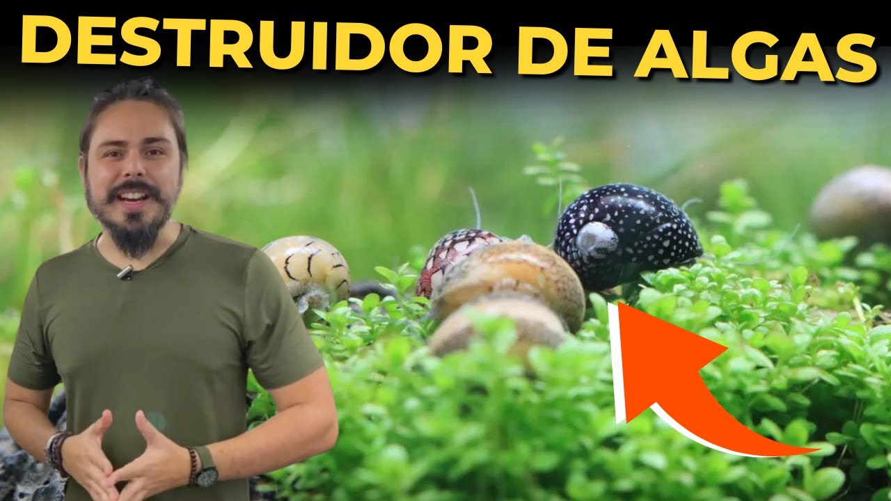 🔴ESSES CARAMUJOS DESTROEM ALGAS E CIANOBACTÉRIAS ( NERITINA ) |Mr. Betta|