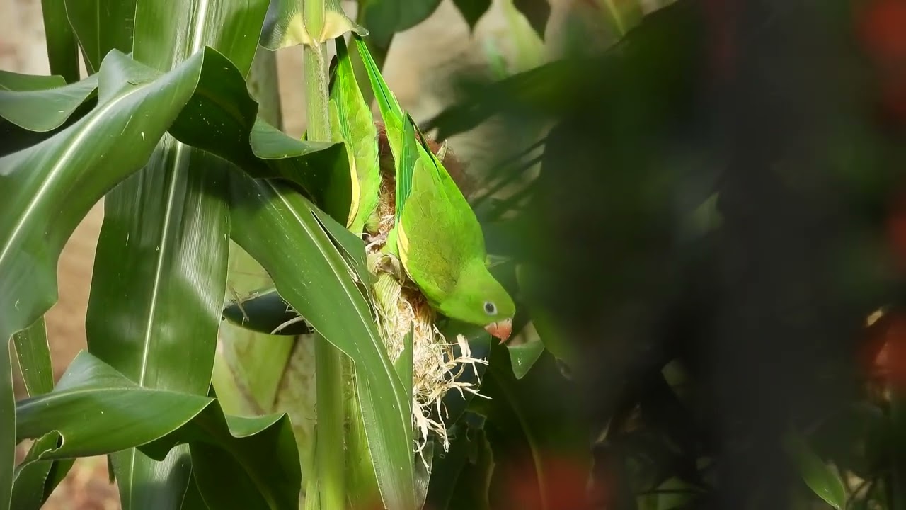 IT'S FOOD TIME FOR THE YELLOW-CHEVRONED PARAKEET!!! HORA DO PERIQUITO-DE-ENCONTRO-AMARELO!!!