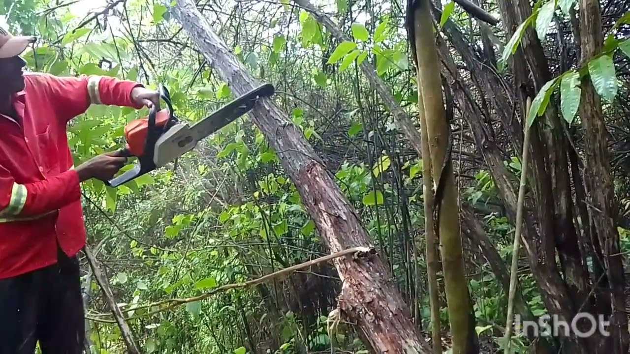 tirando estaca do sabia