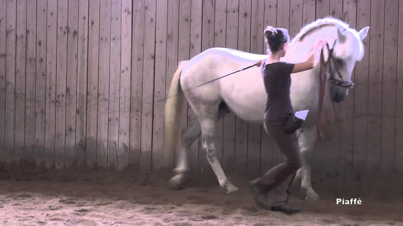 [Hohe Schule] Schulhalt, Levade, Mezair, Piaffé