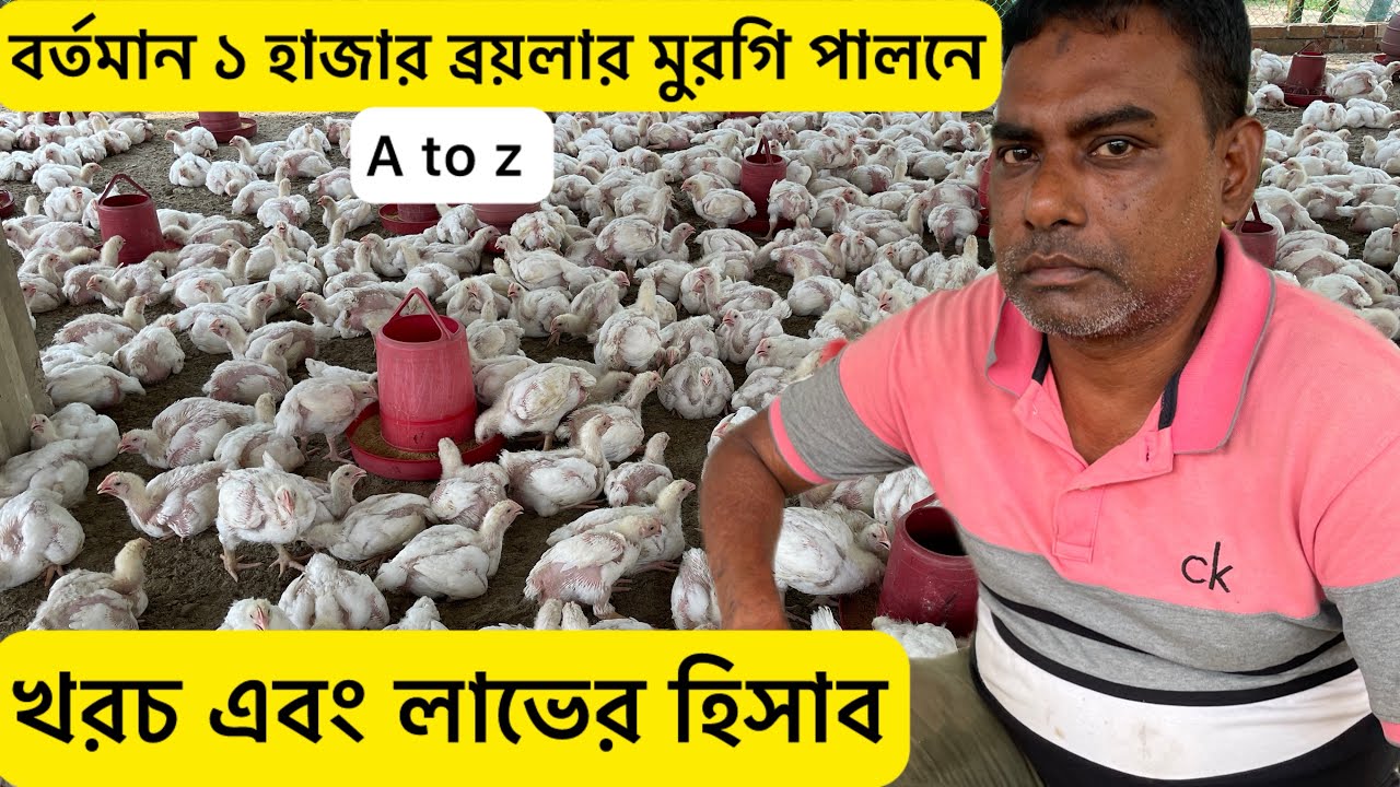 বর্তমান ১ হাজার ব্রয়লার মুরগি পালনে খরচ এবং লাভ | broiler chicken farming latest video |poultry farm