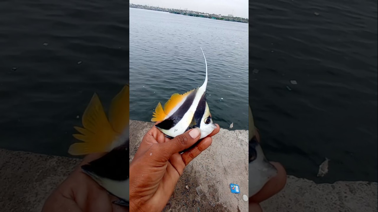 Unexpectedly $100 Aquarium Color Fish Catch.  