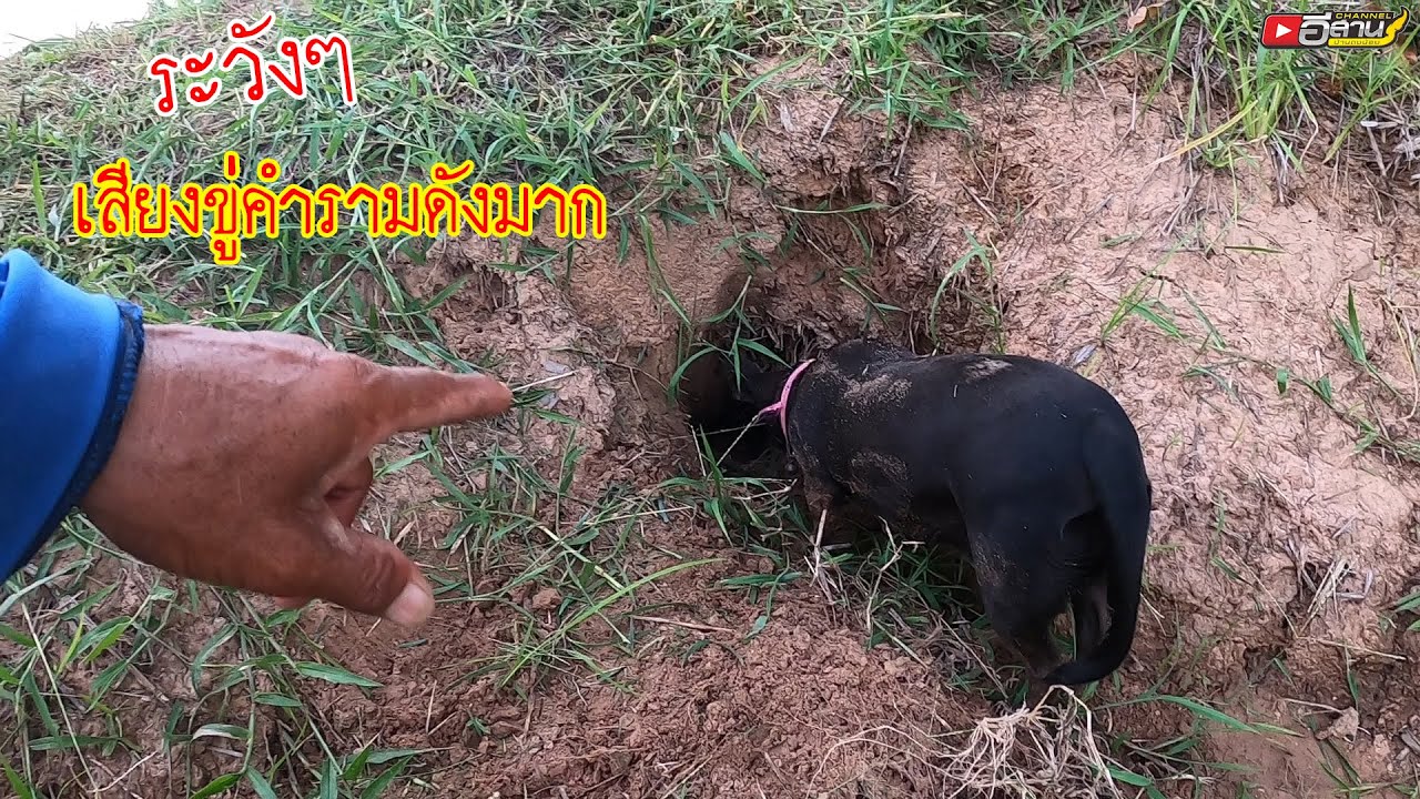 ระวังๆๆ!! เสียงขู่คำรามดังมาก!! ขุดหนูนา  ล่าหนูนา กับสามทหารเสือ