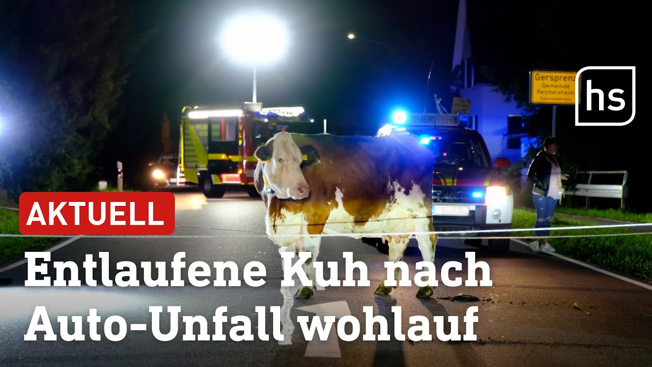 Autofahrer fährt gegen Kuh: Totalschaden - aber der Kuh gehts gut! | hessenschau