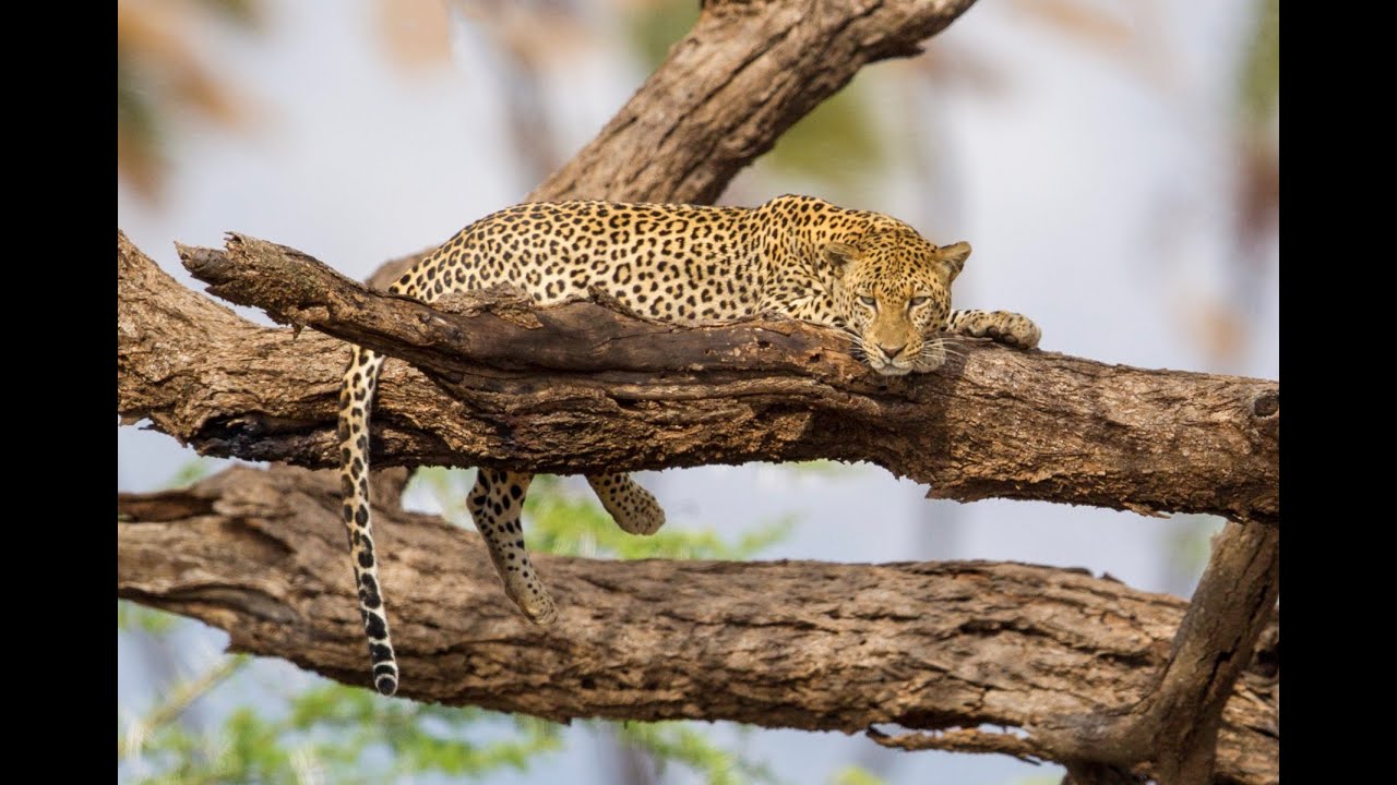 Epic Kenya Safari | Samburu, Nakuru & Masai Mara