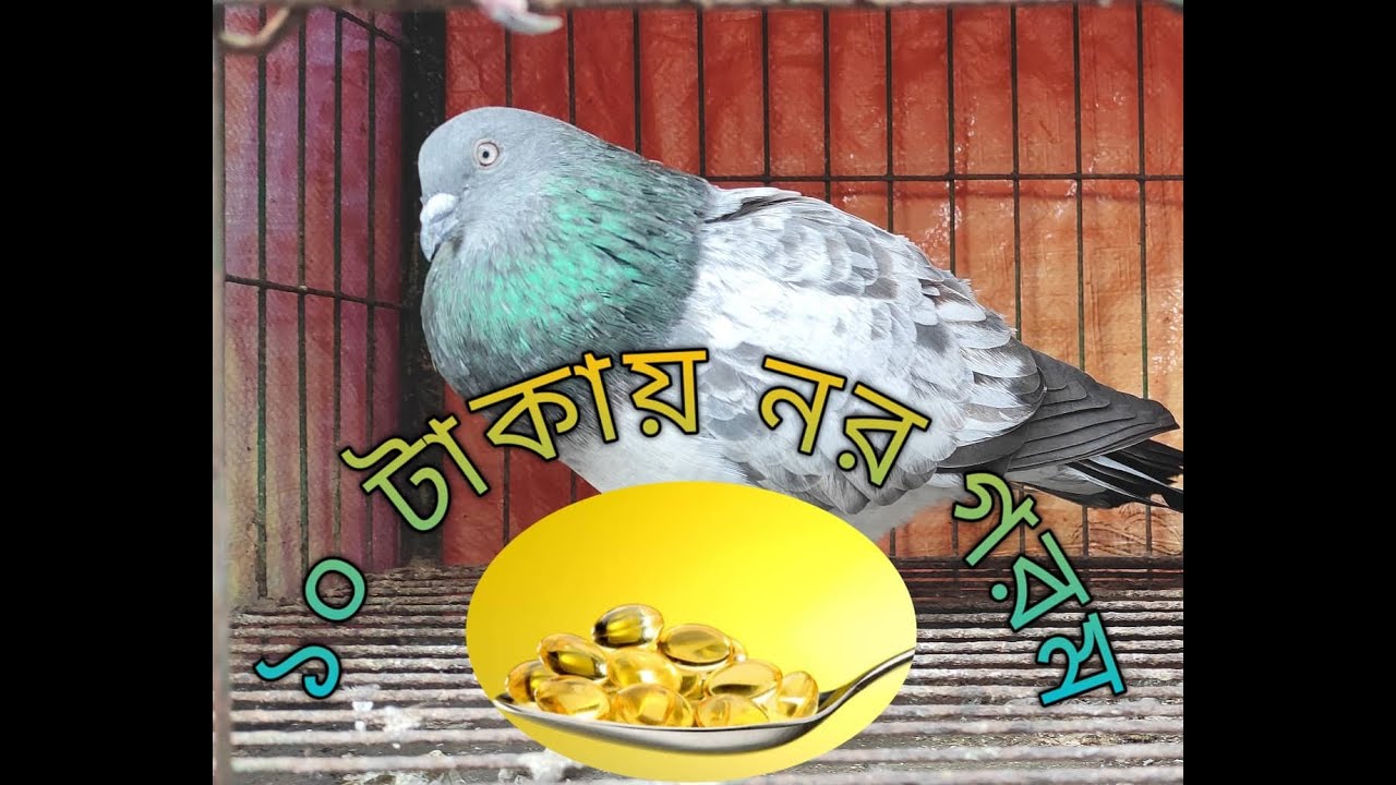 নর পাগলা/গরম/ ডাক বারান। নর মাদি জোরা ভালো করে