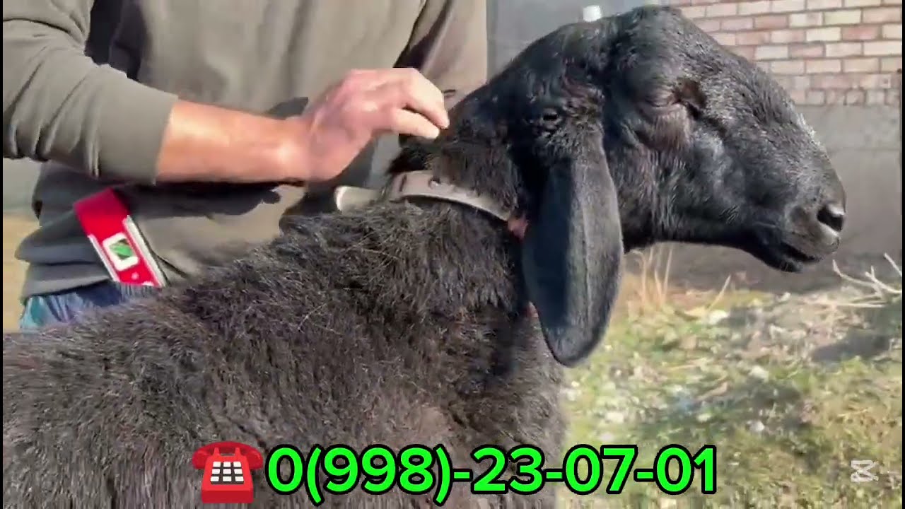 КОЗУ КОЧКОР САТЫЛАТ ДОСТАВКА БАР ЧАЛЫҢЫЗДАР ЭЭСИНЕ ☎️✅📞
