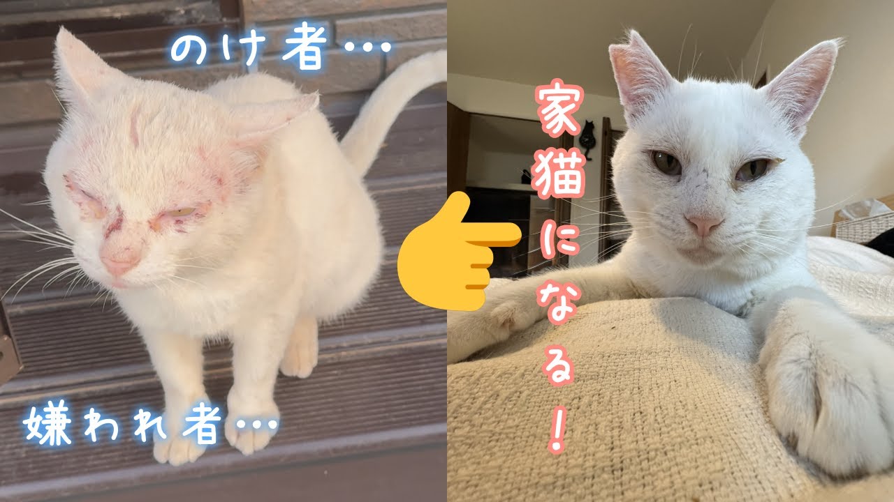 のけ者、嫌われ者、家猫になる😸